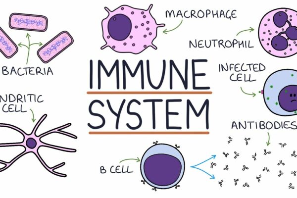 Immune System: An Overview & Explained