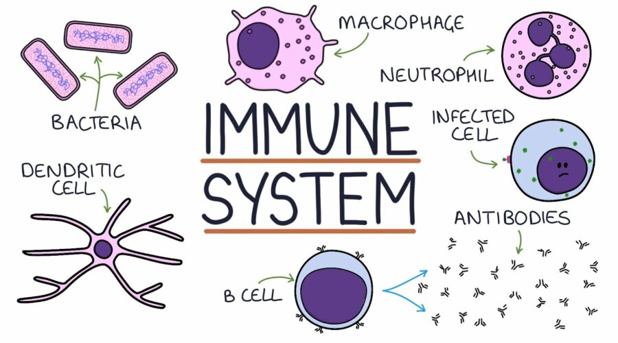 Immune System